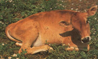 Farm Animal Health: Calving a Jersey Cow, Prophylactic Surgery for Dogs, and Navicular Disease in Horses Image